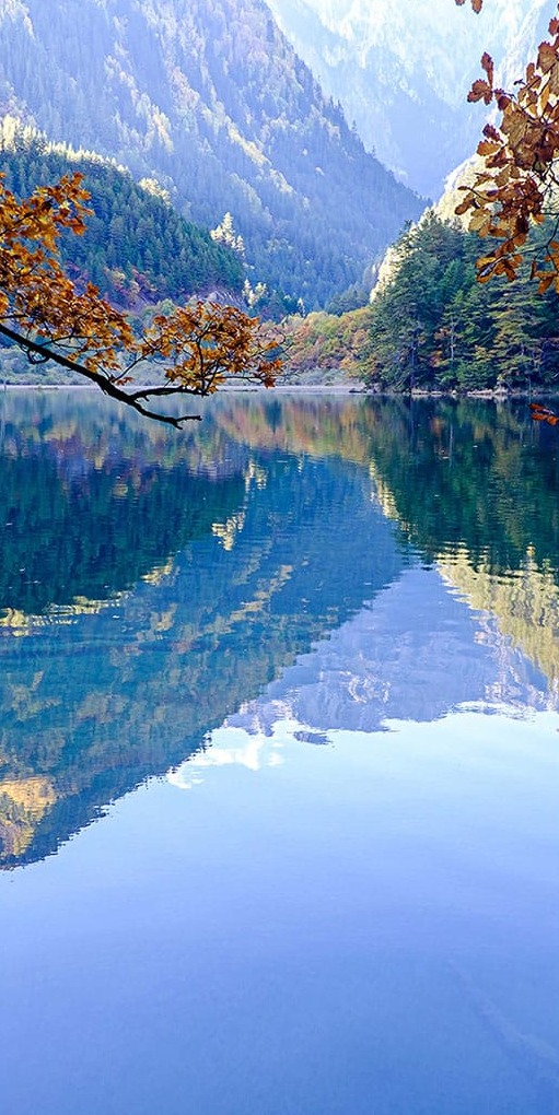 Ağaç Dalı Göl Manzara Panoramik
