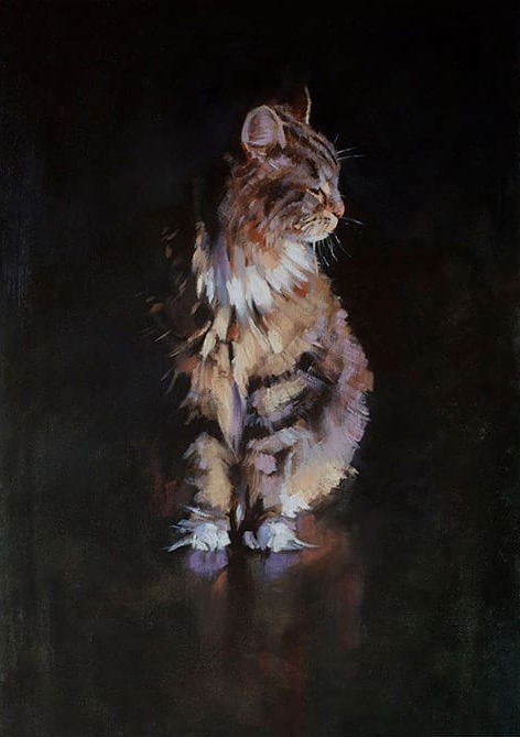 Asil Kedi