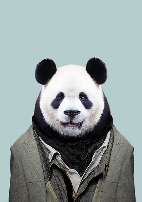 Atkılı Panda