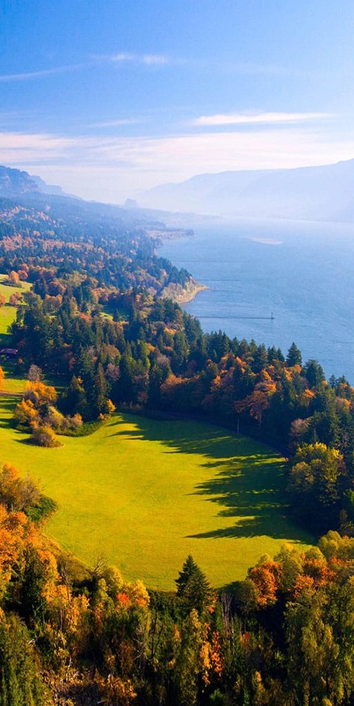 Çam Ağaçları ve Deniz Panoramik