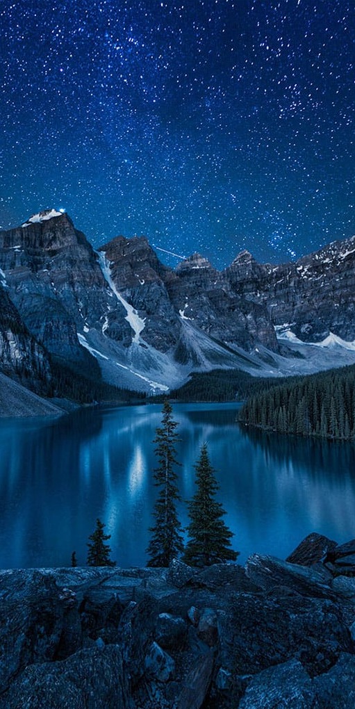 Çam Ağaçları Yıldızlar ve Gece Panoramik