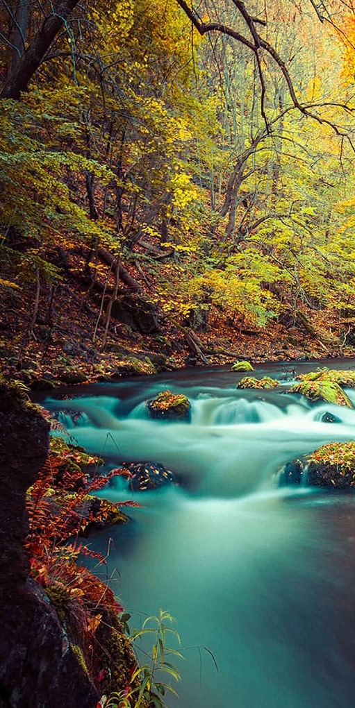Dere Ağaçlar Panoramik