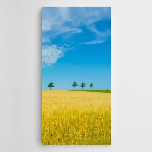 Ekinler Üzerinde Uzak Ağaçlar Panoramik