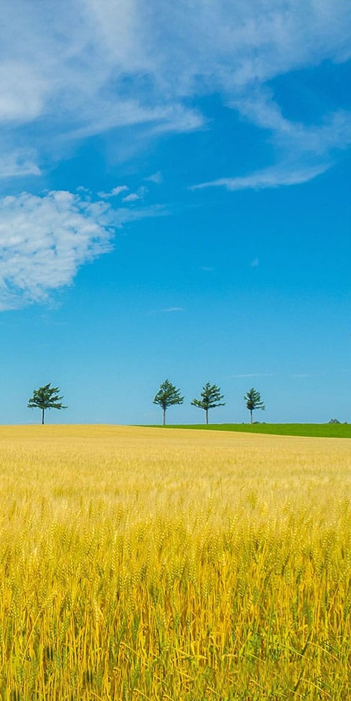 Ekinler Üzerinde Uzak Ağaçlar Panoramik