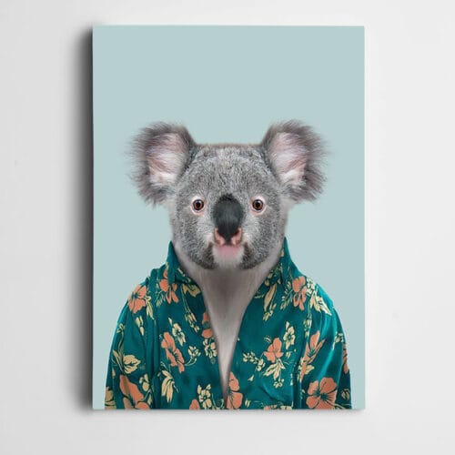 Gömlekli Koala