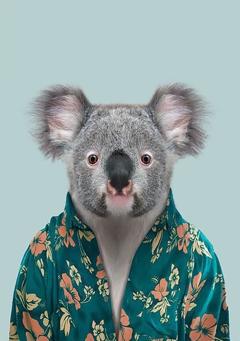 Gömlekli Koala