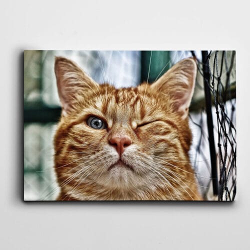 Göz Kırpan Kedi