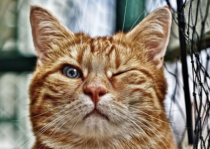 Göz Kırpan Kedi