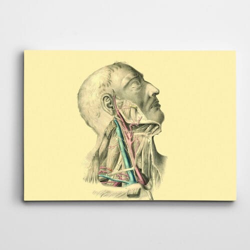 İnsan Anatomisi