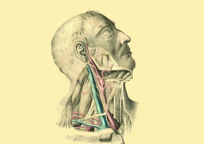 İnsan Anatomisi