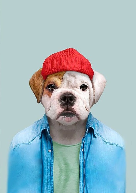 Kırmızı Bereli Köpek