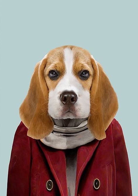 Kırmızı Montlu Köpek
