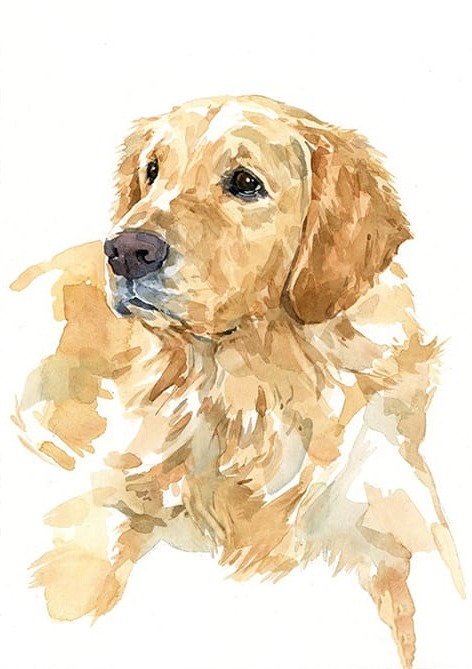 Köpek