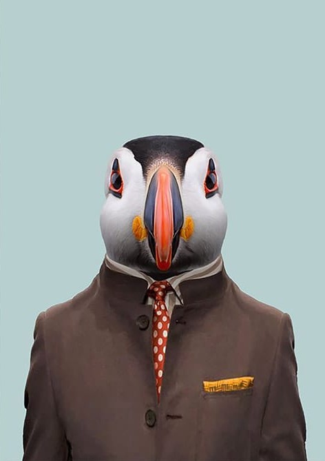 Kravatlı Penguen