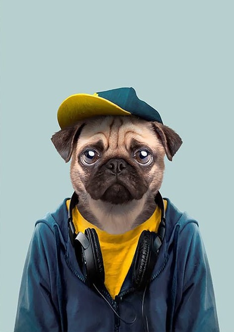 Kulaklıklı Köpek