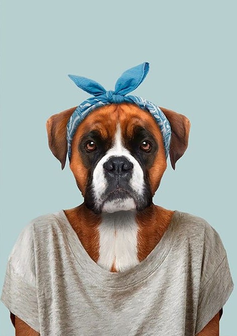Mavi Bandanalı Köpek
