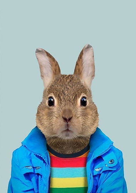 Mavi Montlu Hamster