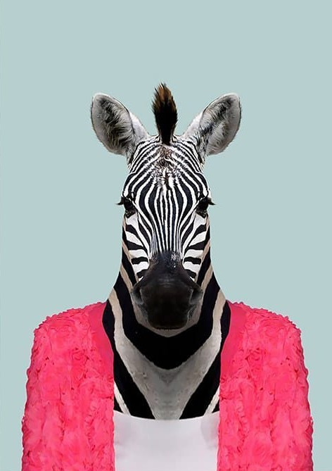 Pembe Hırkalı Zebra