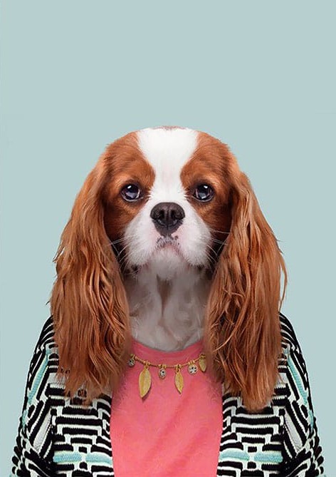 Pembe Tişörtlü Köpek