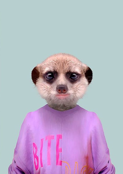 Pembe Üstlü Mirket