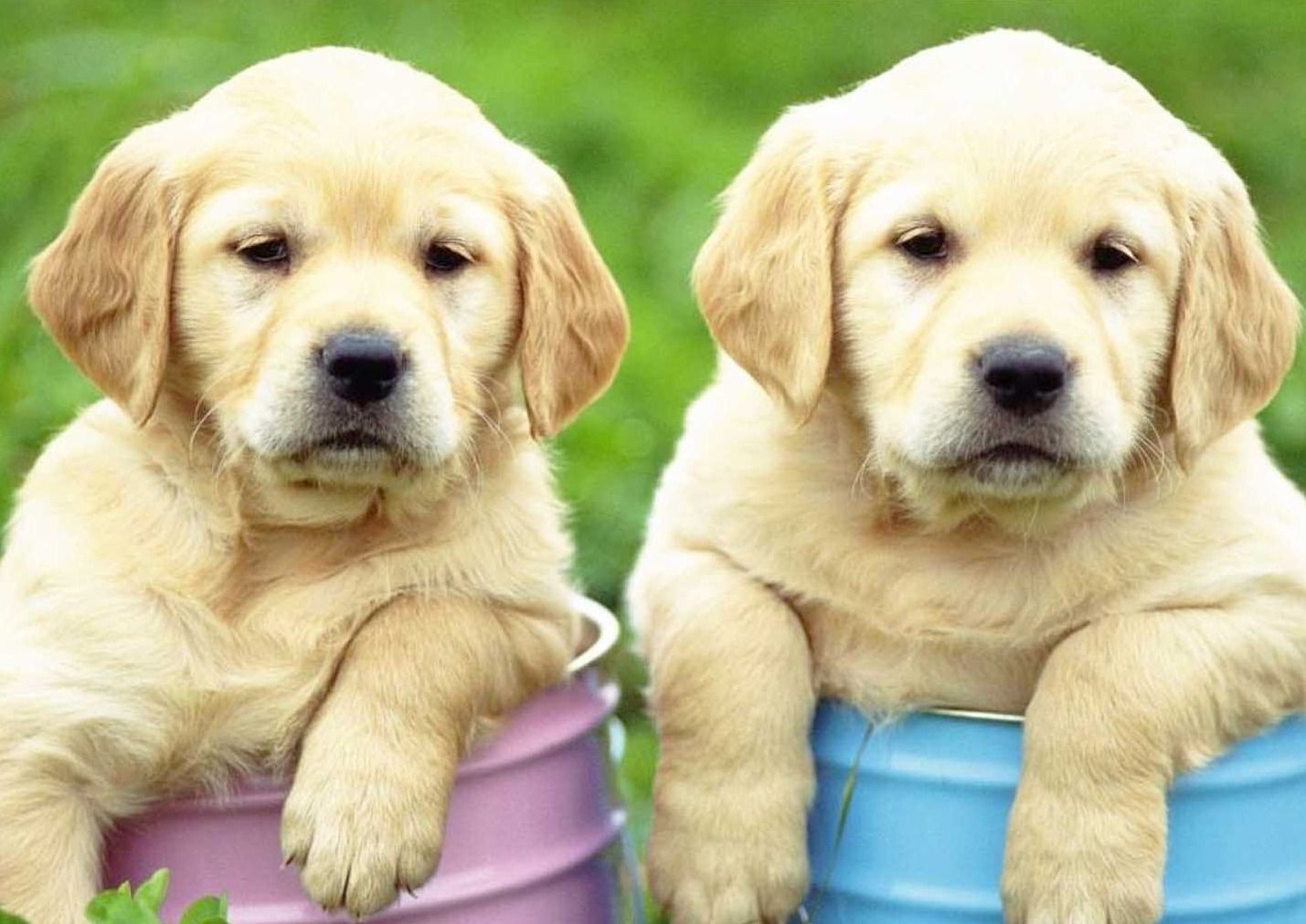 Renkli Kovalarda Sevimli Köpekler