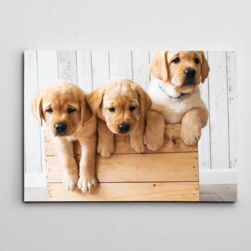 Sandıkta Sevimli Köpekler