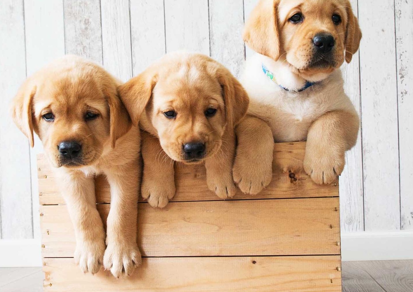 Sandıkta Sevimli Köpekler