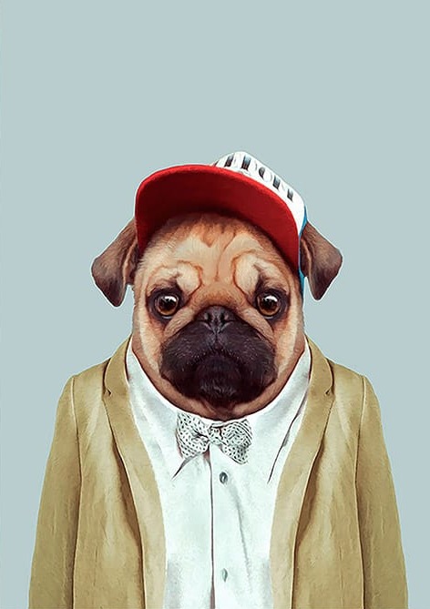 Şapkalı Ceketli Köpek