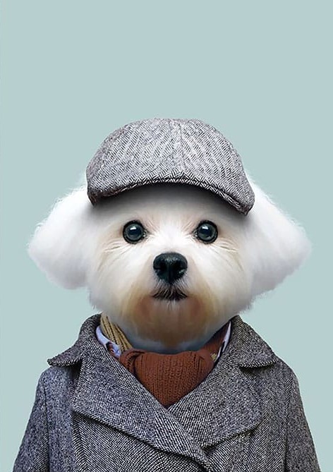 Şapkalı Şirin Köpek