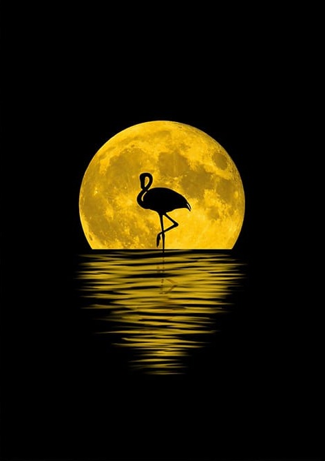 Sarı Ay Işığı Flamingo