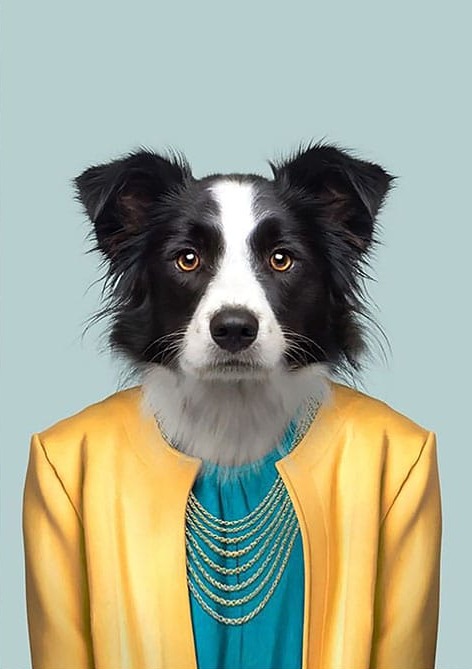 Sarı Ceketli Köpek