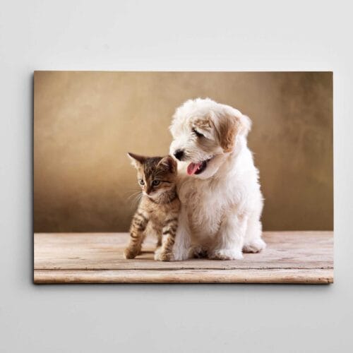 Sevimli Kaniş Ve Yavru Kedi