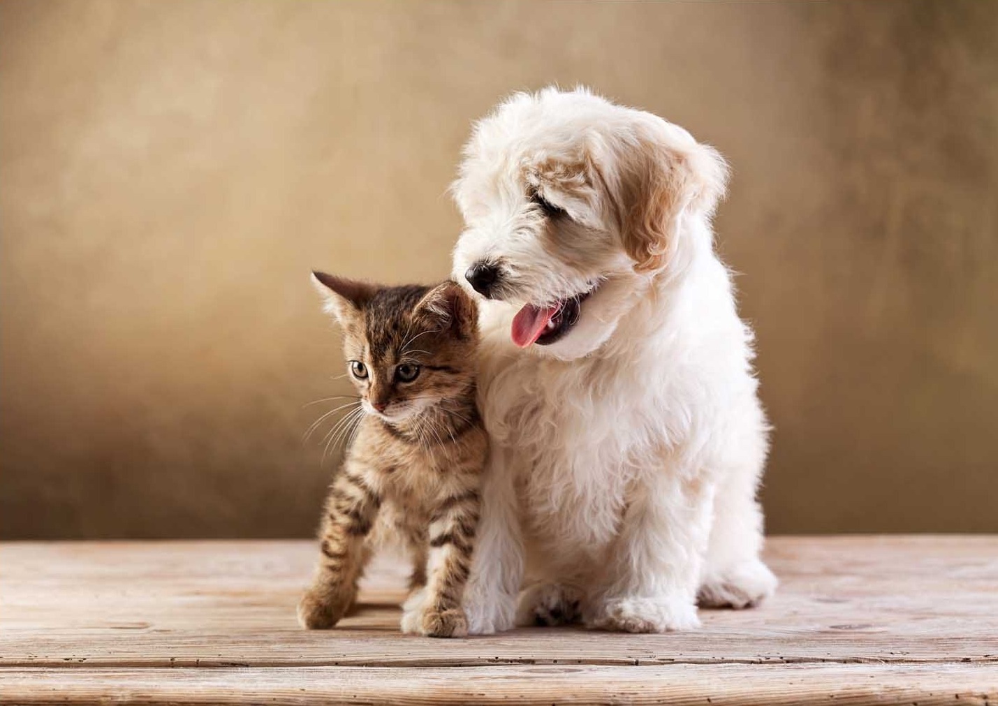 Sevimli Kaniş Ve Yavru Kedi