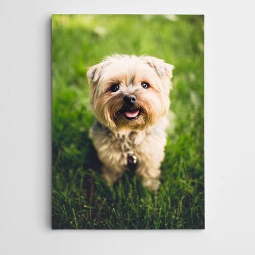 Sevimli Köpek