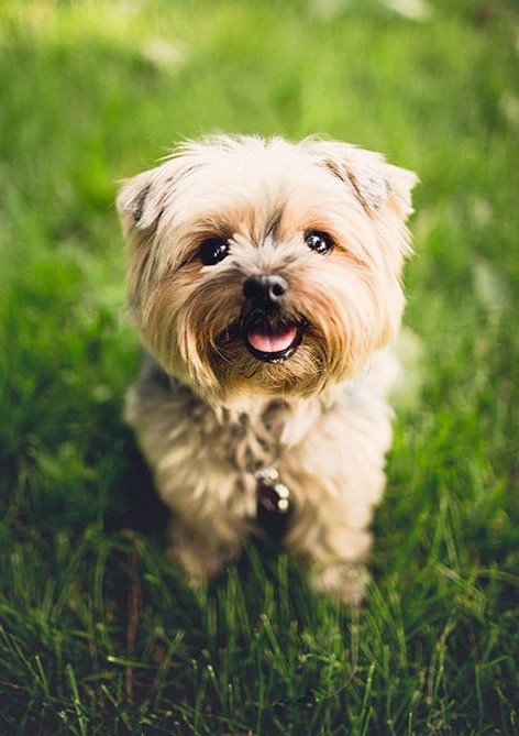 Sevimli Köpek