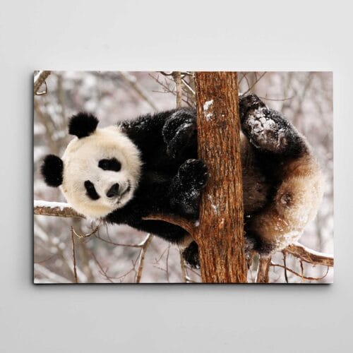 Sevimli Panda