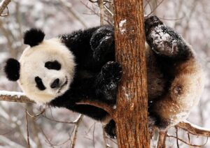 Sevimli Panda Tablosu