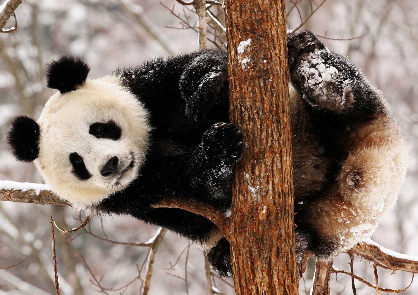 Sevimli Panda