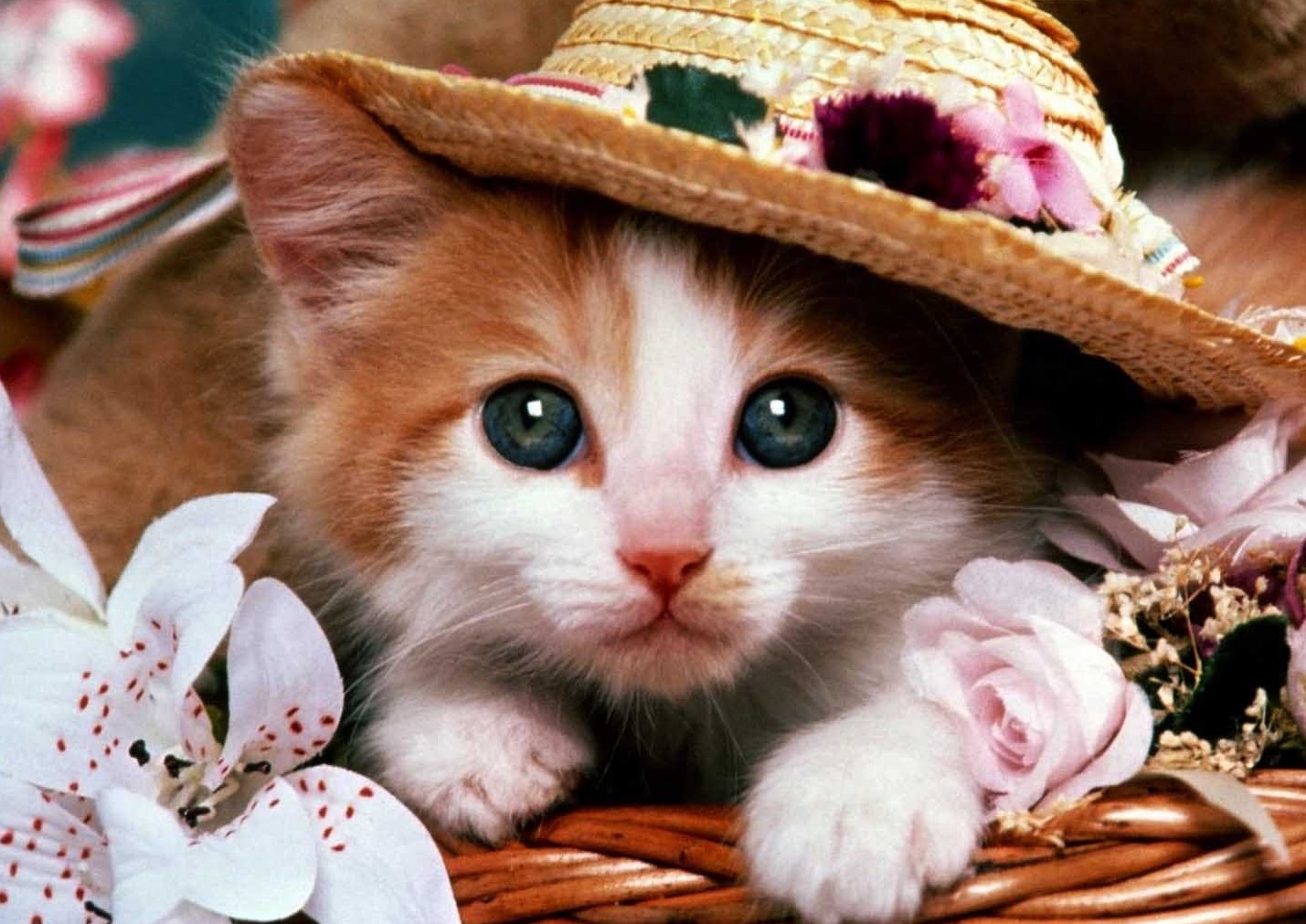 Sevimli Yavru Kedi
