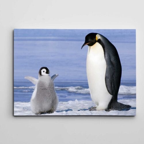 Sevimli Yavru Penguen