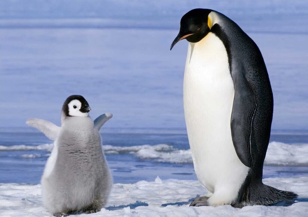 Sevimli Yavru Penguen