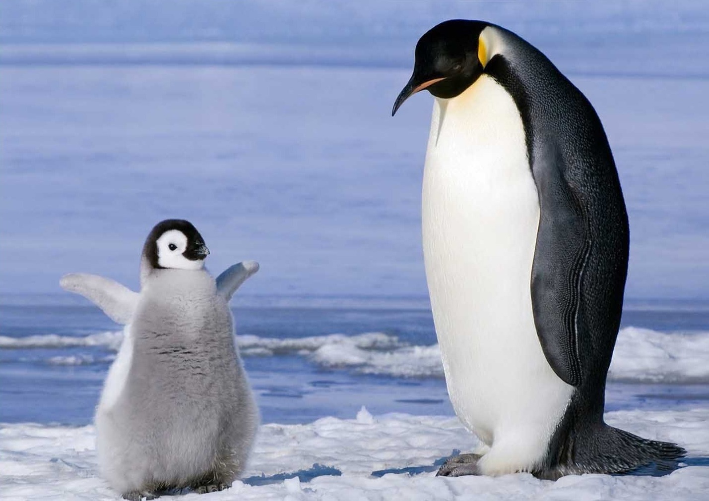 Sevimli Yavru Penguen