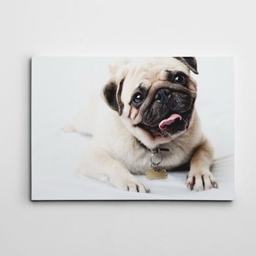 Sevimli Pug