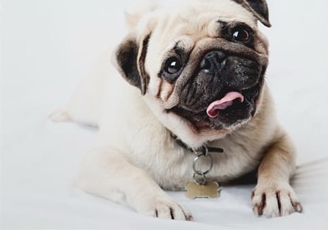 Sevimli Pug