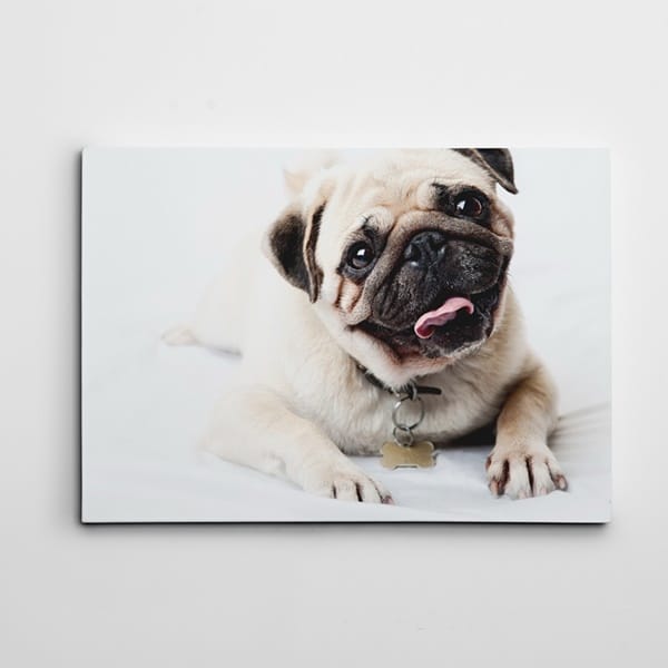 Sevimli Pug Tablosu kanvas tablo