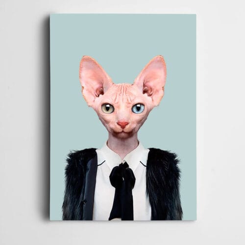 Siyah Elbiseli Kedi