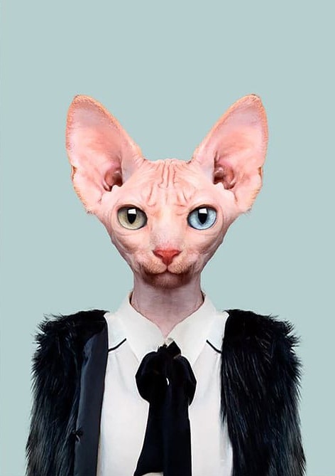 Siyah Elbiseli Kedi