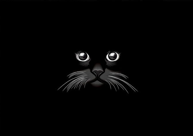 Siyah Kedi