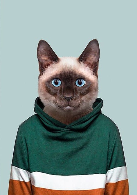 Sweatlı Kedi
