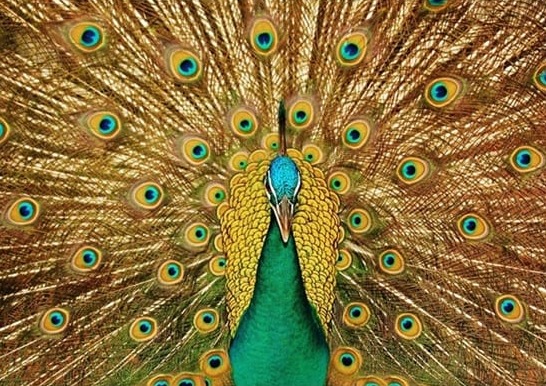 Tavus Kuşu